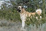 KANGAL 007